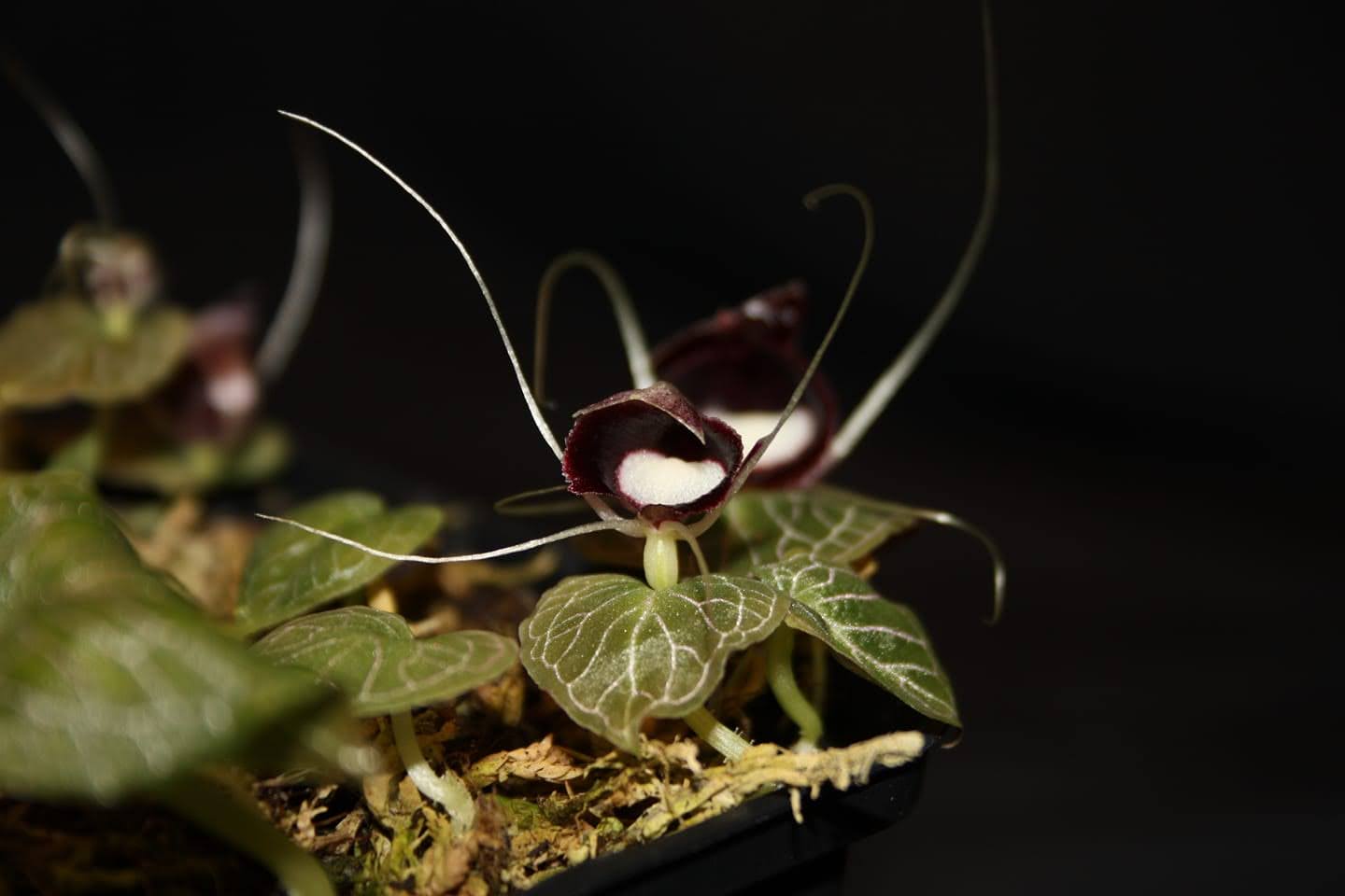 コリバス ピクタス ピンク脈 花芽付きの大きな株 Corybas pictus